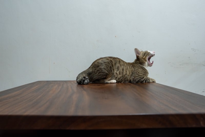 テーブルでくつろぐ猫