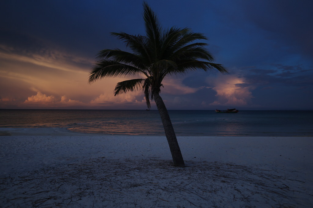 夕焼けの椰子の木