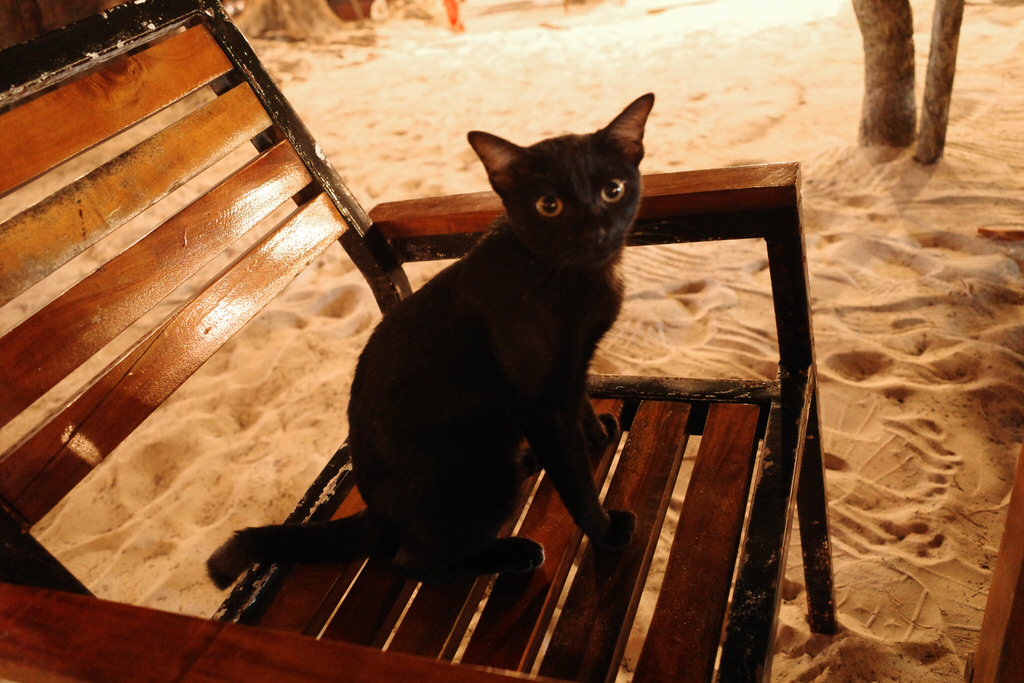 ワンダースの黒猫