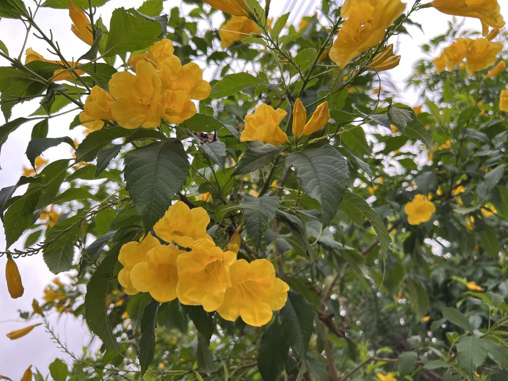 カンボジアに咲いた花