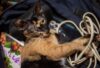 眠り続けた猫